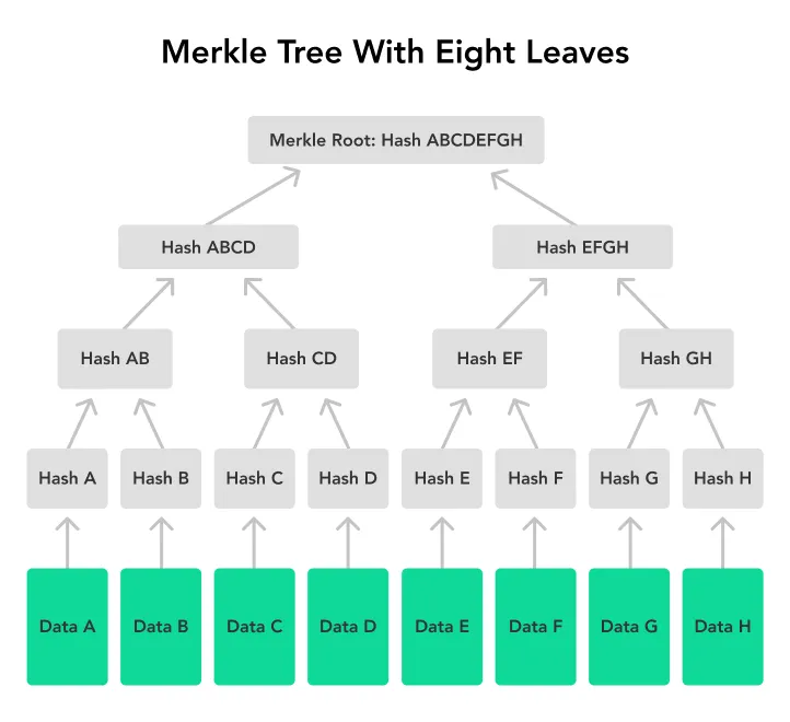 Diagram of a Merkle tree, where leaf hashes are combined pairwise up to a single Merkle root